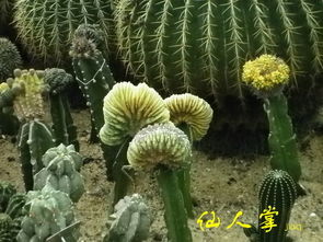 挖花，挖花是什么意思