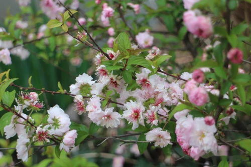 花期，花期是什么意思