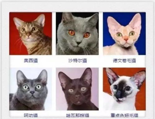 猫咪品种有哪些?