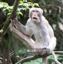 don't feed the monkey警察来了怎么办