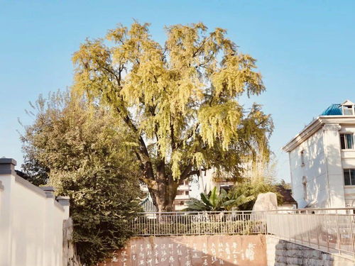 晴川历历汉阳树，晴川历历汉阳树芳草萋萋鹦鹉洲画面