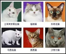 猫咪品种大全