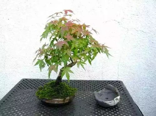 植物大