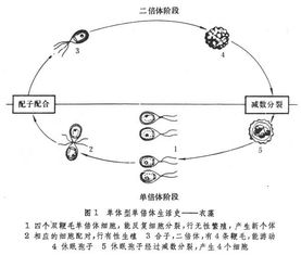 单体型，单体型公共艺术