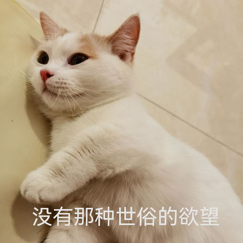 猫吃什么食物除了猫粮，2个月小猫吃什么食物除了猫粮