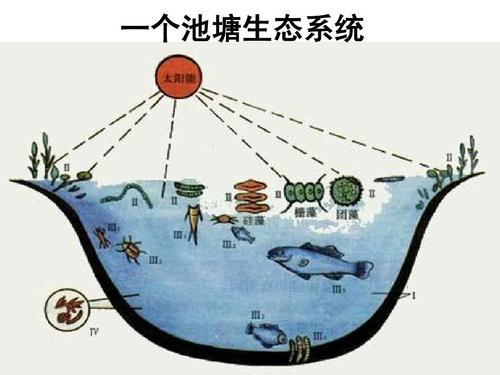 生物包括哪些种类