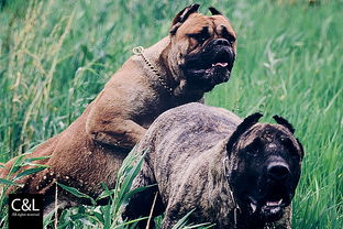 恶犬排名是怎样的?哪种犬最凶?