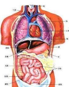 人体解剖图