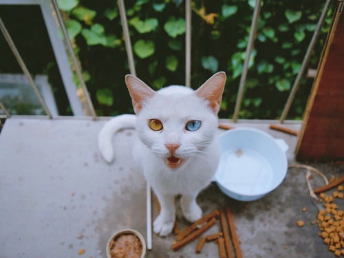 流浪的猫，流浪的猫写情诗