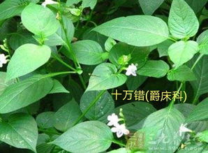 跌打草，跌打草哪里多