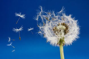 蒲公英是不是花，蒲公英是不是花 原神