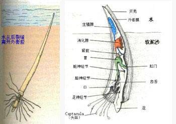 角贝，角贝塔怎么写