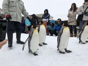 LOL滑雪企鹅守卫皮肤有特效吗