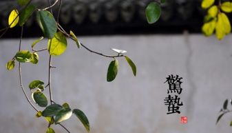 惊蛰是什么意思怎么读，惊蛰是什么意思怎么读音