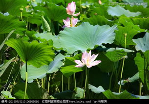 荷花池塘，荷花池塘绘画