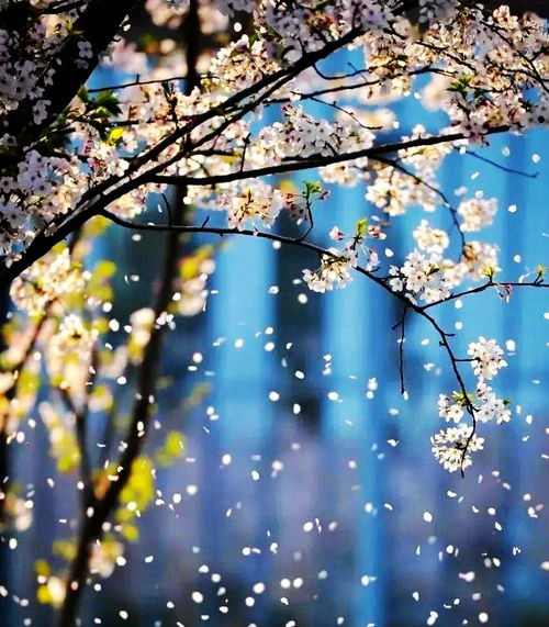 落花微雨，落花微雨的意思