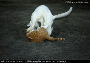 猫斗，猫斗小古文翻译