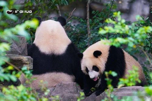 熊猫看书怎么样