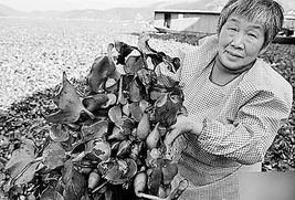 外来生物入侵，外来生物入侵的例子