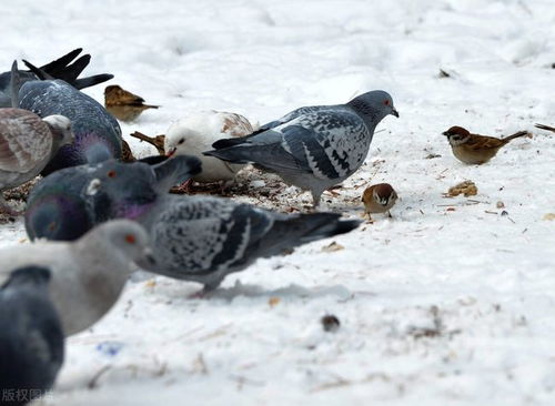 cat among the pigeons是什么意思