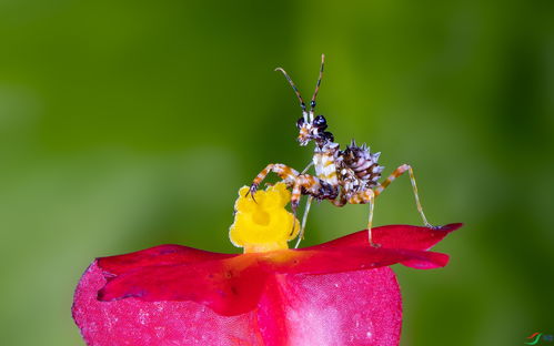 刺花，刺花图片