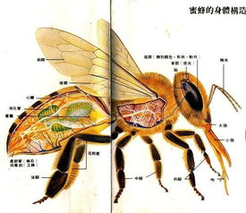 工蜂在蜂群中的地位和作用是什么?