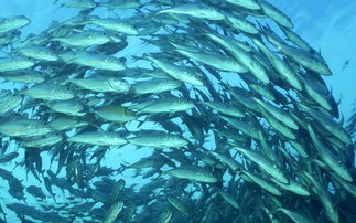 海洋生物大全，海洋生物大全图鉴