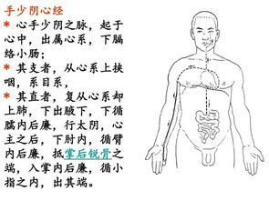 经络学，经络学说