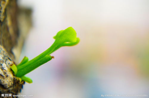 绿豆芽发芽过程图片