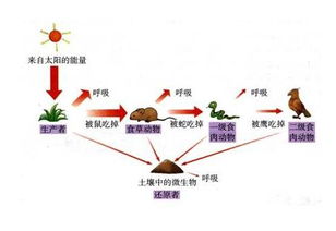 能量传递效率的计算，能量传递 团队游戏