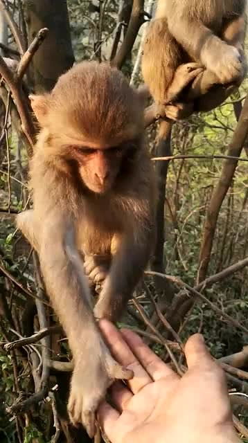 猴子游戏厅，猴子游戏盒子