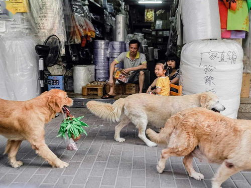 一只狗和他的城市主要内容，一只狗和他的城市作者简介