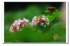 打花是什么意思，打花棍