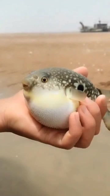 观赏小河豚吃什么食物