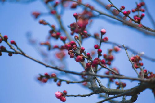 花影重重 意千重，花影重重全文免费阅读