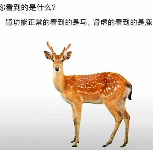 哈鹿哈鹿哈鹿孙珍妮，哈鹿哈鹿哈鹿歌曲