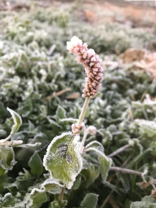 地霜打一个动物