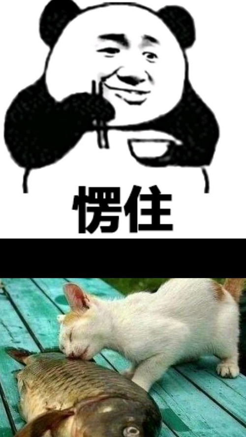 猫和汤怎么买家具