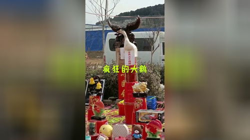 桌面大鹅下载手机版，桌面大鹅怎么下载