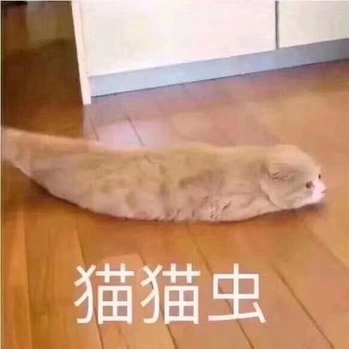 猫猫虫表情包 gif，猫猫虫表情包动图