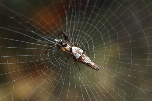 insex(蜘蛛)系列百度云资源,谁有?最好是全集