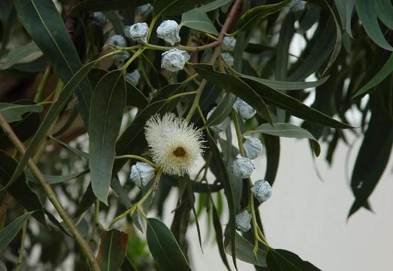 蓝桉花语和寓意，蓝桉花语对应的花