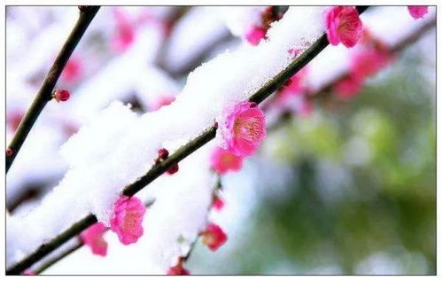 烟雨江湖寒月令有几块