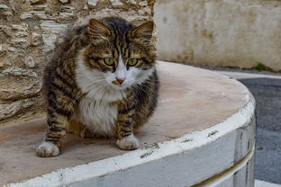 迷路猫尼欧，迷路猫咪的故事全攻略