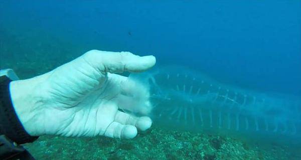 “幽灵鱼”这种海洋生物,它的食物链是怎样的?