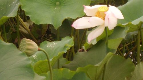 银莲果，银莲花图片