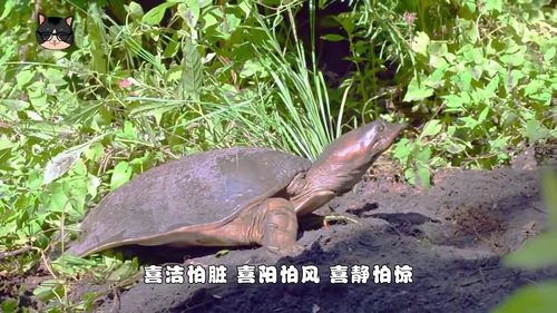 鳖是什么意思