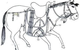 古代马具如何安装，古代马具塞尔达位置
