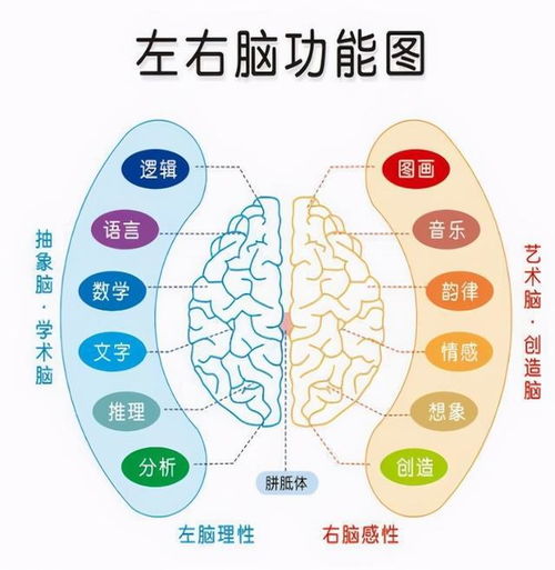 右脑年龄测试靠不靠谱 左脑和右脑区别有哪些