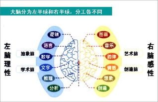 左脑右脑测试图，左脑右脑测试图 旋转gif